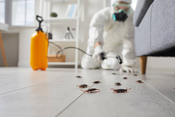 Post-Treatment Bed Bug Interceptor Monitoring in Bella Vista